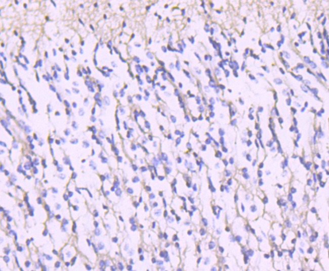 Anti-NMDAR2A Antibody (4O151)