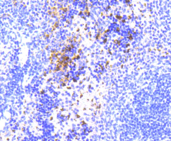 Anti-NLRP3 Antibody (7T54)