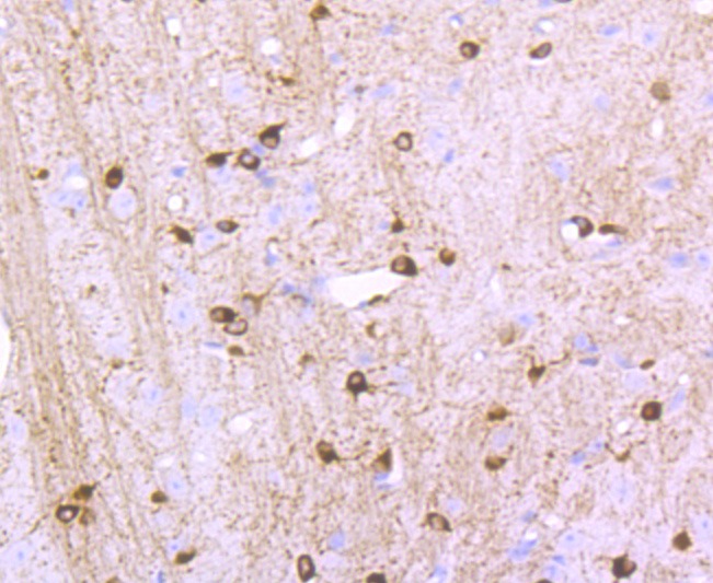 Anti-GRIN1 Antibody (2T28)
