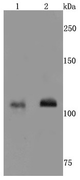 Anti-GRIN1 Antibody (2T28)