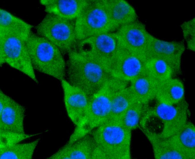 Anti-NLRP3 Antibody (7T54)