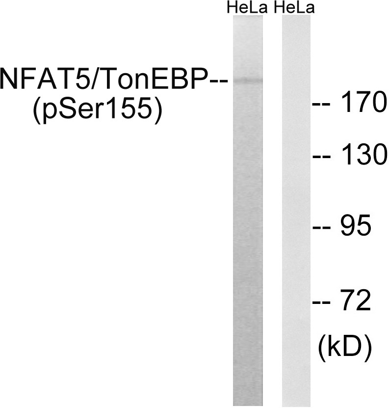 Anti-Phospho-NFAT5 (Ser155) Polyclonal Antibody