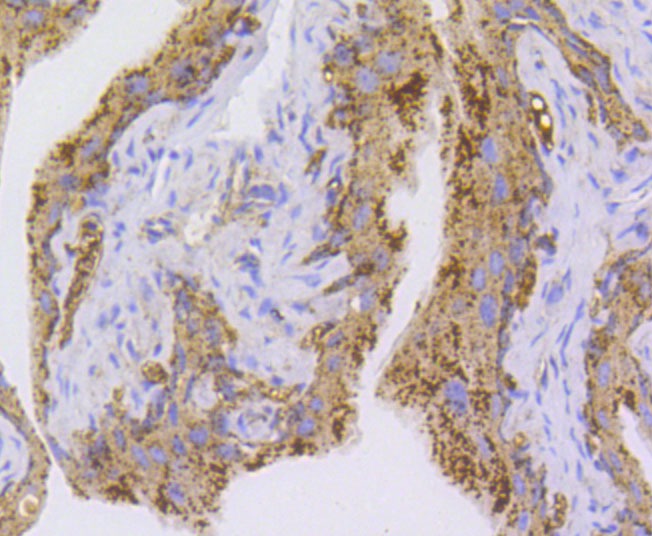 Anti-NLRP3 Antibody (7T54)