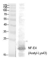 Anti-Acetyl-NF-E4 (Lys43) Polyclonal Antibody