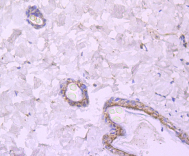 Anti-NMDAR2A Antibody (4O151)