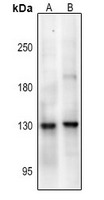 Anti-Phospho-GRIN1 (Ser890) Polyclonal Antibody