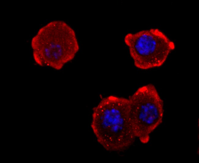 Anti-NEFM Antibody (7Y5)