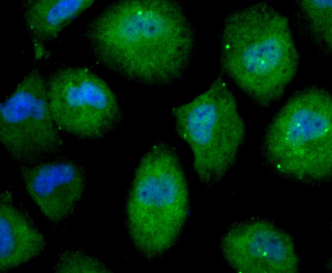 Anti-Nesprin 1 Antibody (1Z207)