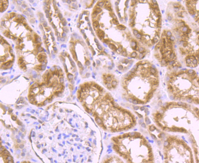 Anti-Nesprin 1 Antibody (1Z207)