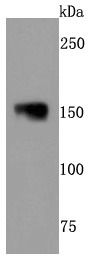 Anti-NEFM Antibody (7Y5)