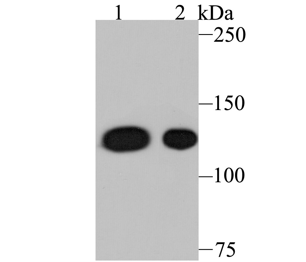 Anti-Nesprin 1 Antibody (1Z207)
