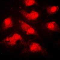 Anti-Phospho-NEK9 (Thr210) Polyclonal Antibody