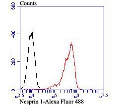Anti-Nesprin 1 Antibody (1Z207)