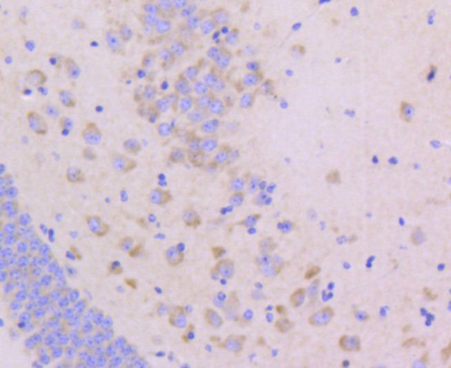 Anti-Junctional Adhesion Molecule 1 Antibody (7I445)