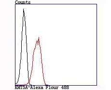 Anti-KMT5A/SETD8/PR-Set7 Antibody (7F234)