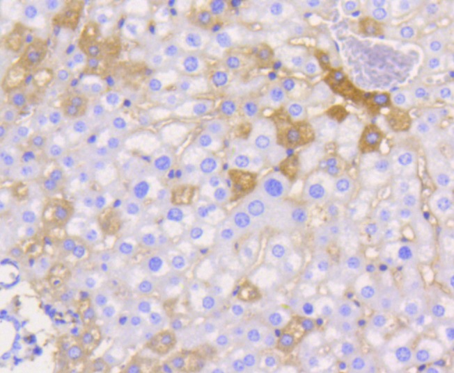 Anti-Junctional Adhesion Molecule 1 Antibody (7I445)