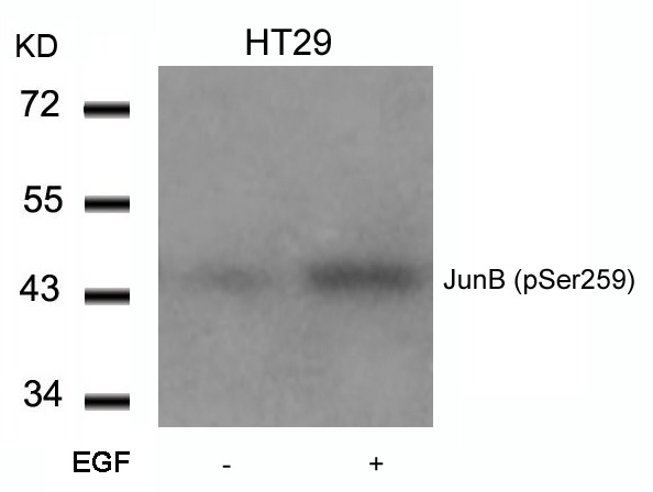 Anti-Phospho-JUNB (Ser259) Polyclonal Antibody