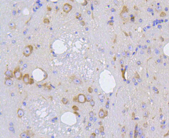 Anti-IRF1 Antibody (2Q473)
