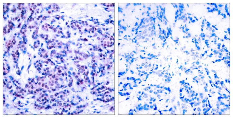 Anti-Phospho-JunD (Ser255) Polyclonal Antibody