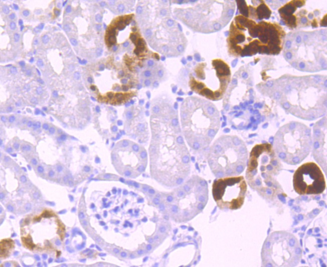 Anti-Klotho Antibody (8C828)