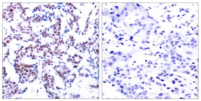 Anti-Phospho-JUNB (Ser259) Polyclonal Antibody