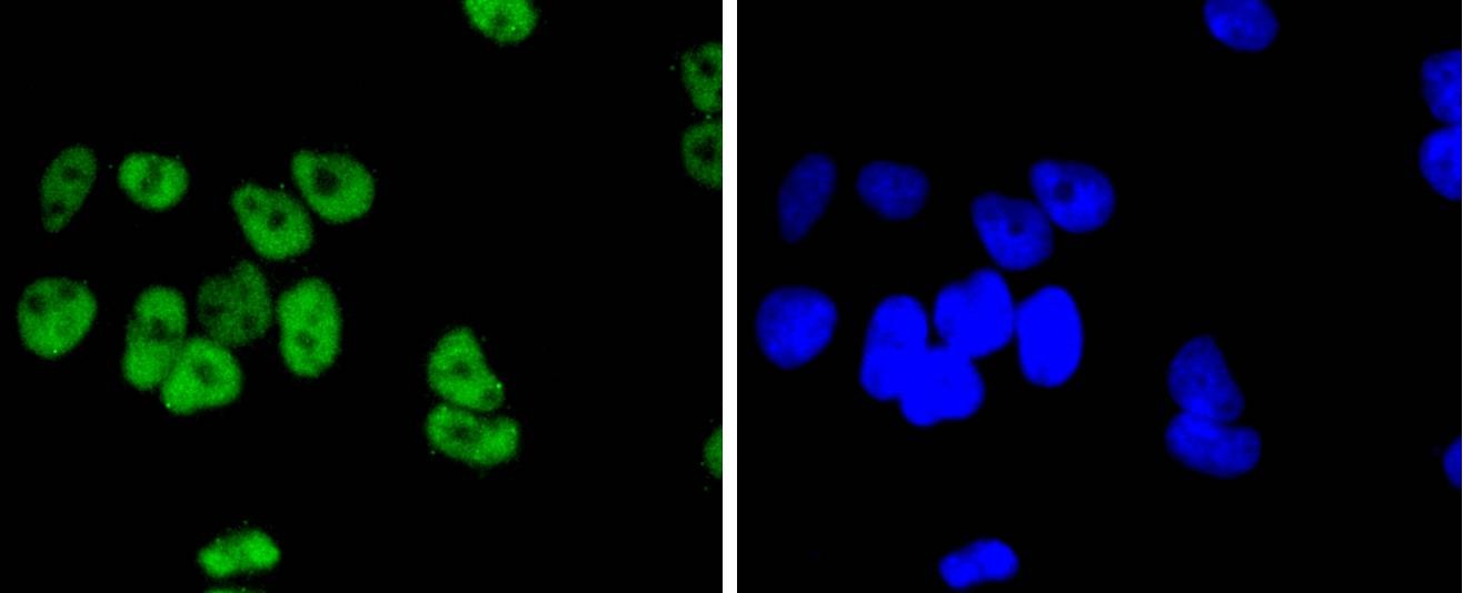 Anti-JunD Antibody (7C607)