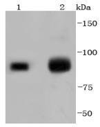 Anti-EZH2 Antibody (5A657)