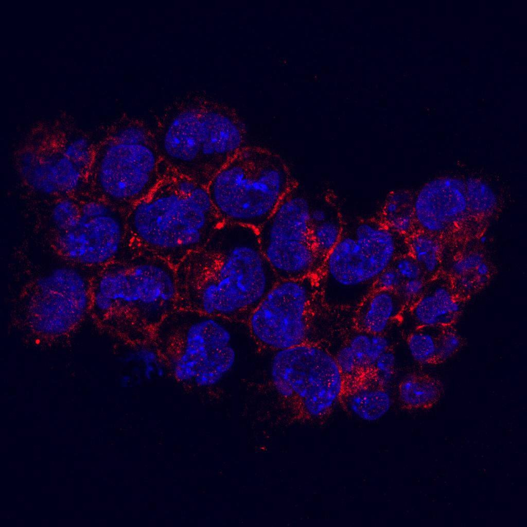 Anti-kinase D-interacting substrate 220 Antibody (6C675)