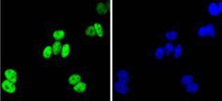 Anti-JUNB Antibody (9J695)