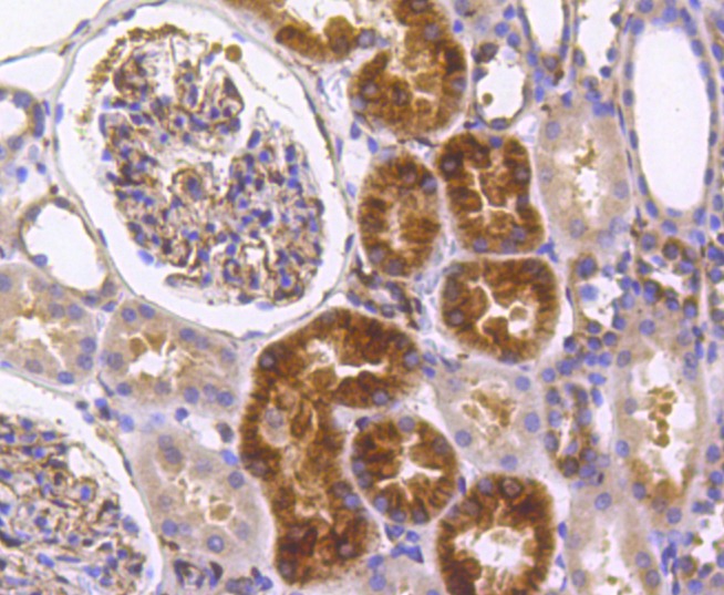 Anti-IRF7 Antibody (8B964)