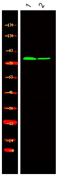 Anti-Phospho-Kizuna (Thr379) Polyclonal Antibody
