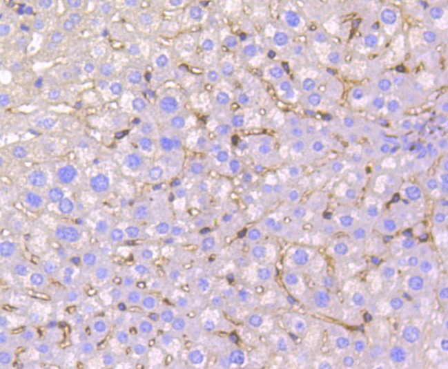 Anti-IRF7 Antibody (8B964)