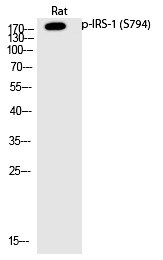 Anti-Phospho-IRS-1 (Ser794) Polyclonal Antibody