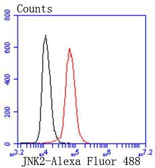 Anti-JNK2 Antibody (7P337)