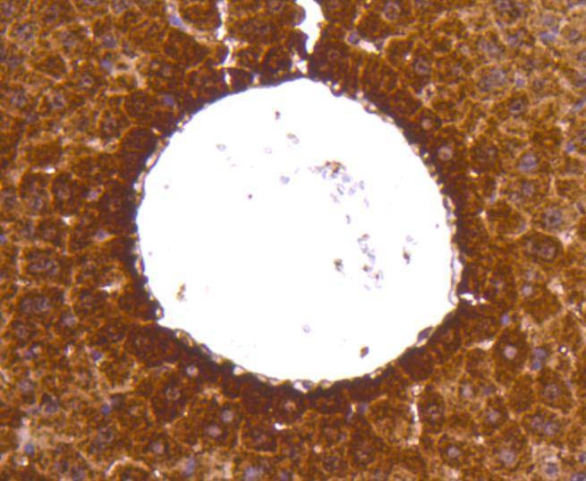Anti-LDHA Antibody (4K270)