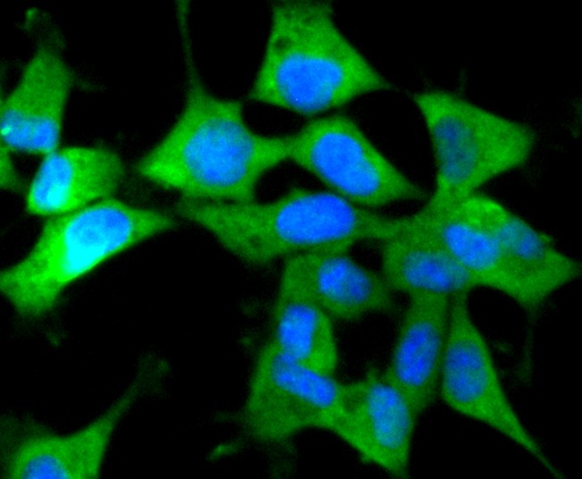 Anti-IRF7 Antibody (8B964)