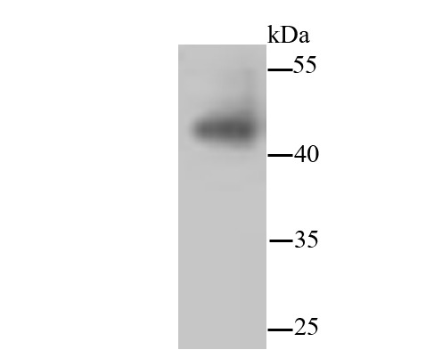 Anti-JNK1/2/3 Antibody (6S831)