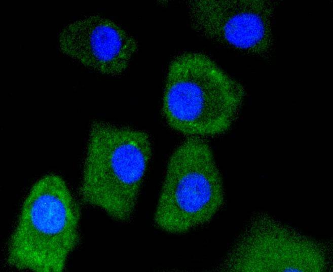 Anti-LDHA Antibody (4K270)