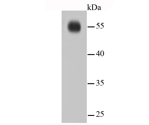 Anti-IRF7 Antibody (8B964)