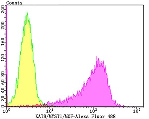 Anti-KAT8 Antibody (7Z632)