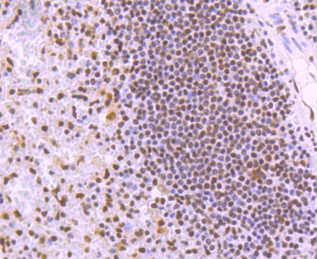 Anti-KAP1 Antibody (4I621)