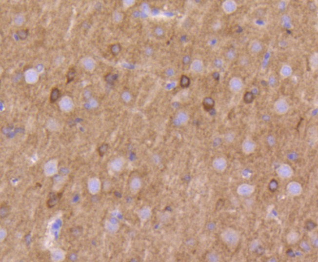 Anti-KCNA1 Antibody (7W682)