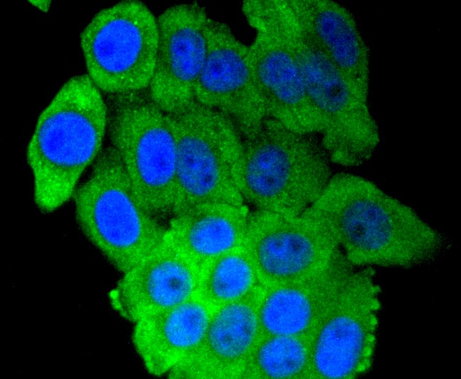 Anti-IRF7 Antibody (8B964)