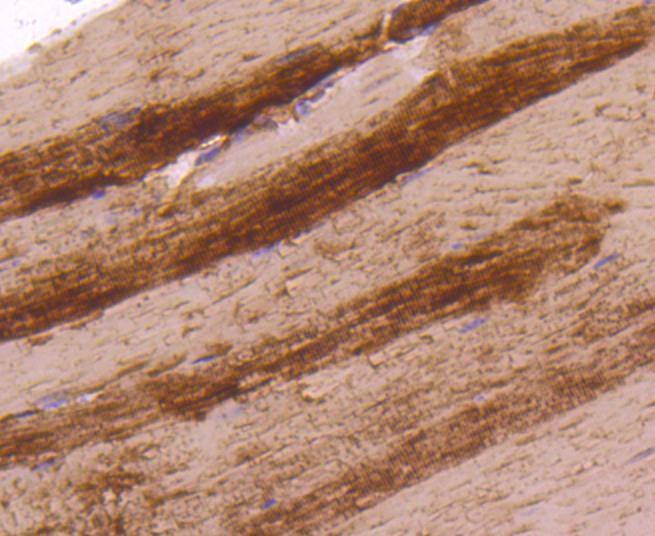 Anti-LDHA Antibody (4K270)