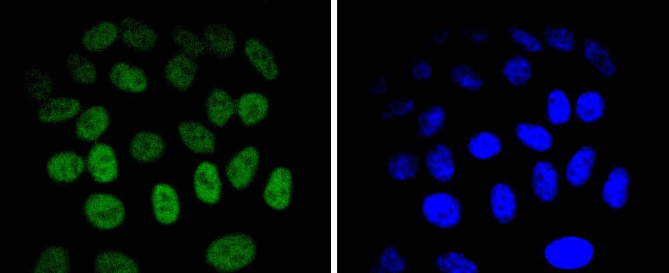 Anti-JUNB Antibody (9J695)