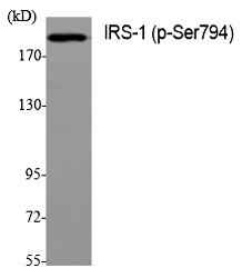 Anti-Phospho-IRS-1 (Ser794) Polyclonal Antibody