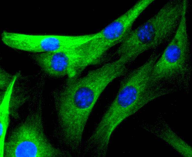 Anti-MAPK10 Antibody (7M343)