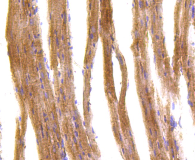 Anti-IRF7 Antibody (8B964)