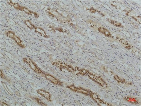 Anti-IκB β Antibody (6I903)