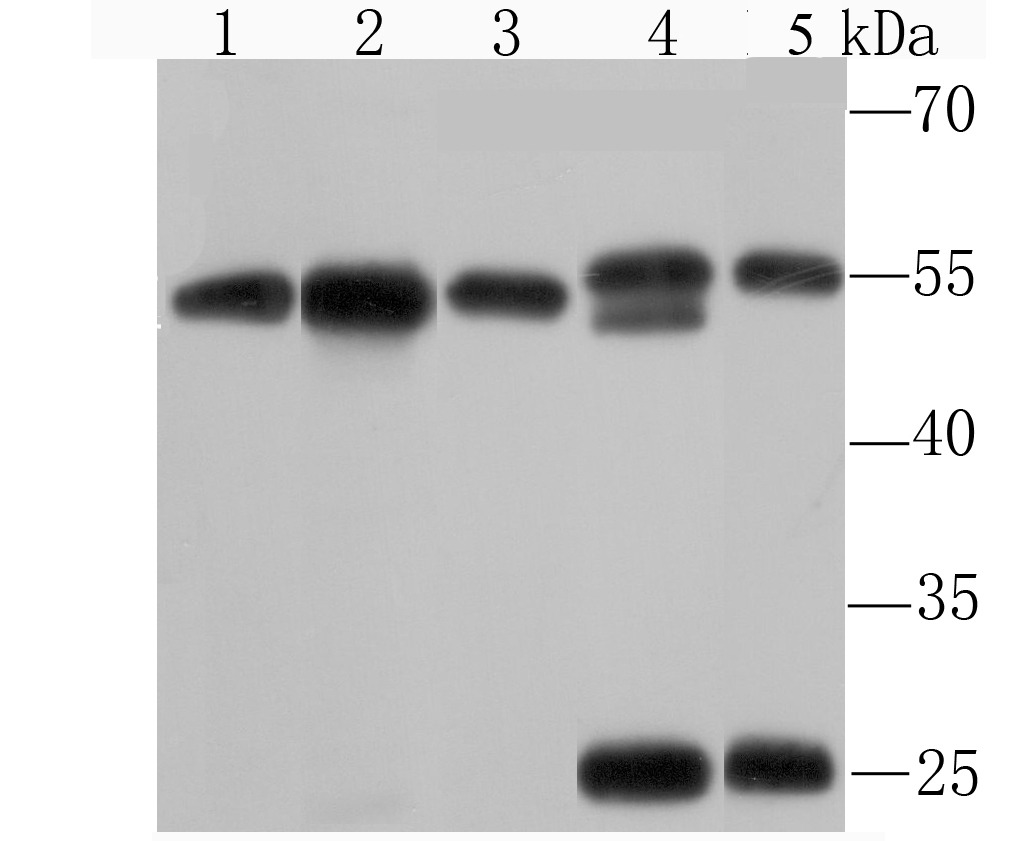 Anti-KPNA2 Antibody (9N857)